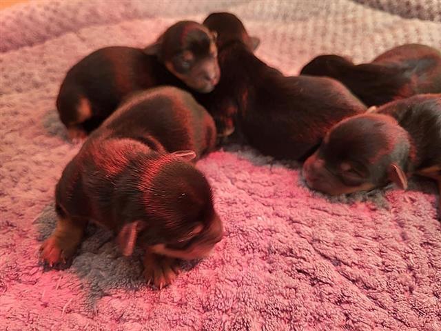 $400 : Adorable yorkie Puppies image 5