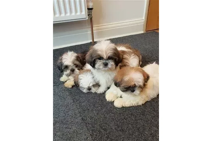 $250 : shih tzu puppies for adoption image 2
