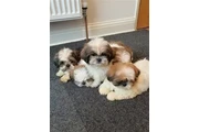 $250 : shih tzu puppies for adoption thumbnail