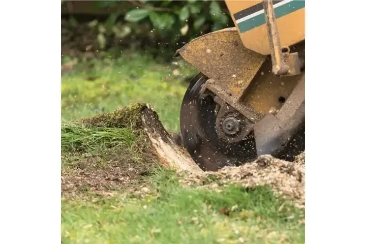Cuidamos tus árboles image 3
