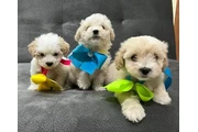 Maltipoo puppies en Los Angeles