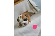 Cachorros bulldogs ingles en Kings County