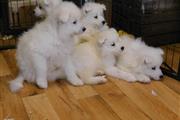 Samoyed puppies ready for sale en Boise