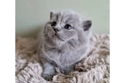 $220 : British Shorthair thumbnail