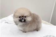 $300 : Pomeranian for sale thumbnail