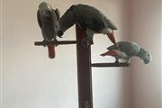 $750 : African Grey Parrots online thumbnail