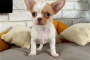 $400 : Cute chihuahua puppies for sal thumbnail