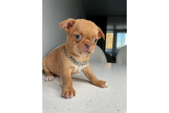 $300 : Teacup Chihuahua puppies image 6