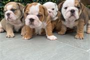 $250 : Hermosos cachorros bulldog thumbnail
