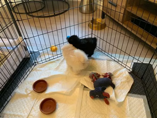 $450 : Pomeranian Puppies image 2