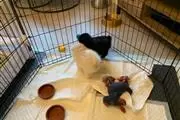 $450 : Pomeranian Puppies thumbnail