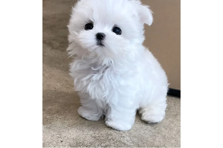 $350 : Maltese image 2
