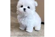 $350 : Maltese thumbnail