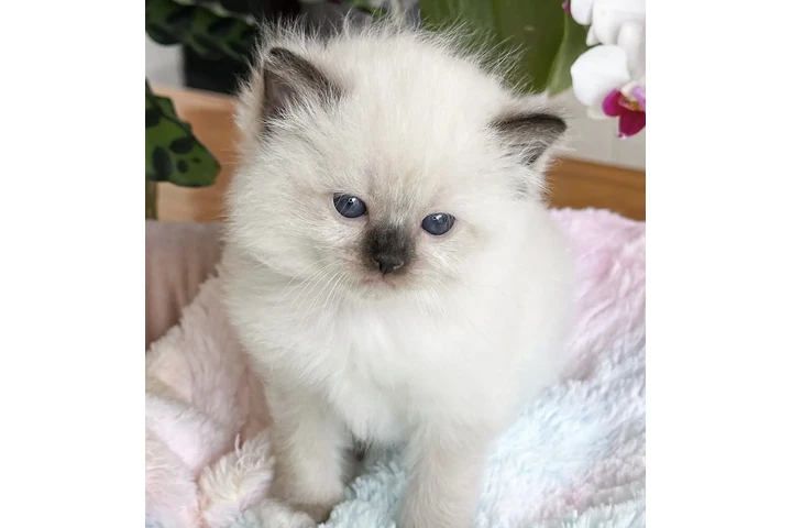 $260 : Ragdoll Available image 2