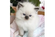 $260 : Ragdoll Available thumbnail