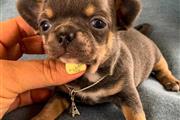 $350 : CHIHUAHUA EN VENTA thumbnail