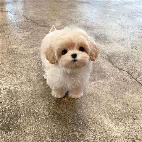 $350 : MALTIPOO EN VENTA image 1