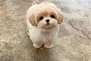 MALTIPOO EN VENTA en Los Angeles