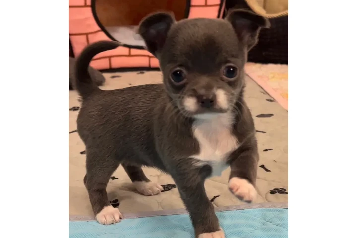 $350 : chihuahua en venta image 6