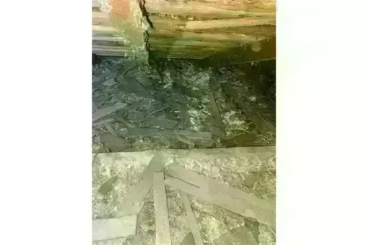 PEST CONTROL image 2