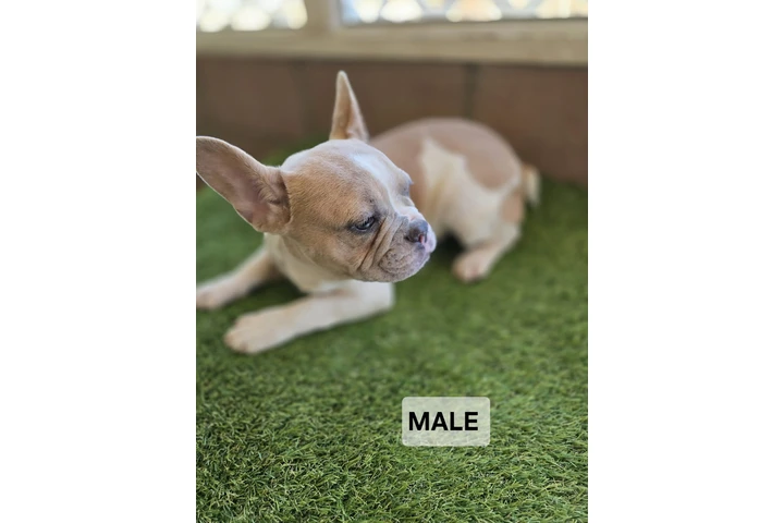 $2000 : French bulldogs fluffy carrier image 2