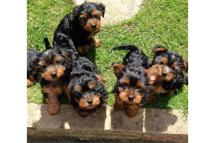 $250 : 🐶 🐾nIcE T-cupYorkie Pups🐶❤️ image 5