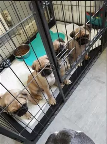 $400 : Tested Pug puppies image 2