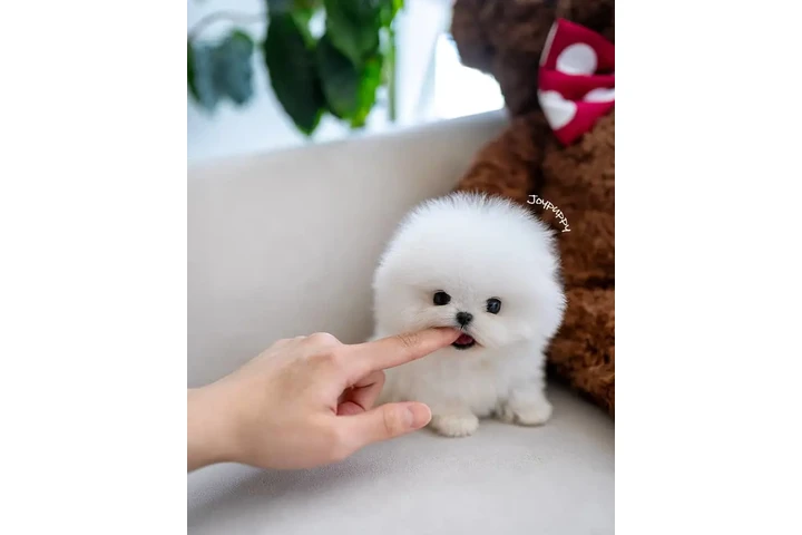 $250 : Pomeranian puppies for sale image 1