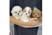 Mini Maltipoo Poodle Cachorros en Los Angeles
