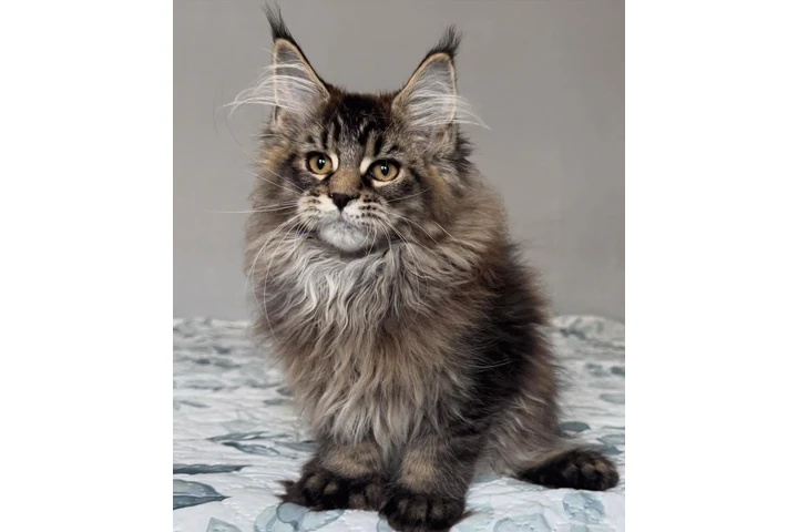 $1200 : Maine coon kittens image 3
