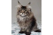 $1200 : Maine coon kittens thumbnail