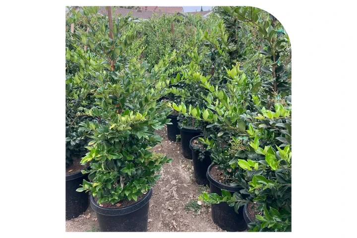 Ramirez Growers image 5