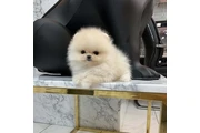 Pomerania en venta en Atlanta