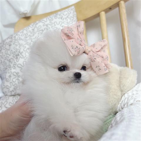 $300 : Pomeranian Pup For Sale image 3
