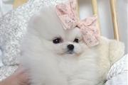 $300 : Pomeranian Pup For Sale thumbnail