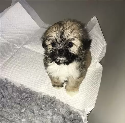 $450 : Amazing Shit tzu Puppies image 4
