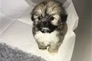 $450 : Amazing Shit tzu Puppies thumbnail