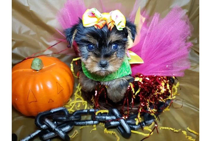 $2300 : Adorable Yorkie image 3