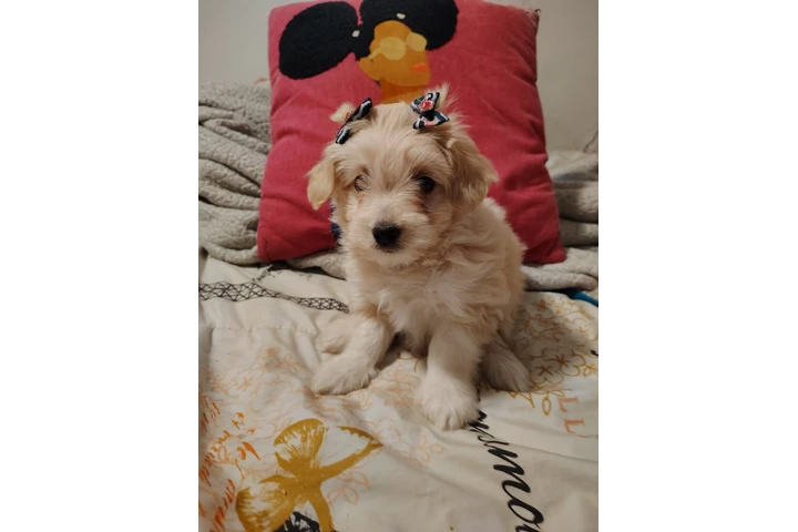 $380 : Shihtzu maltes female image 3