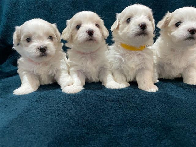 $650 : Maltese Puppies Available image 3
