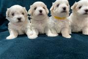 $650 : Maltese Puppies Available thumbnail