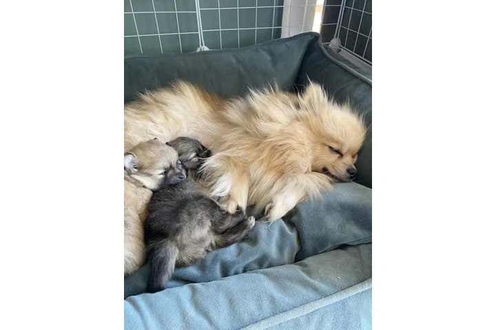 $280 : Teacup Pom Pup Ready Now image 2