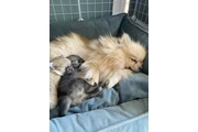 $280 : Teacup Pom Pup Ready Now thumbnail
