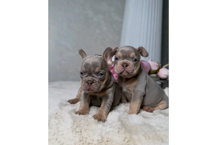 $500 : New shade Isabella tan image 3