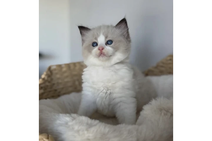$250 : Cute Ragdoll for sale image 1