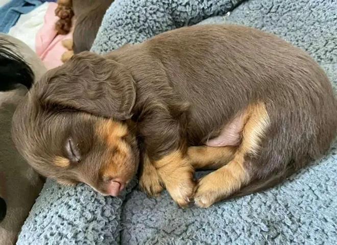 $500 : Miniature dachshund puppies av image 4