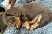 $500 : Miniature dachshund puppies av thumbnail