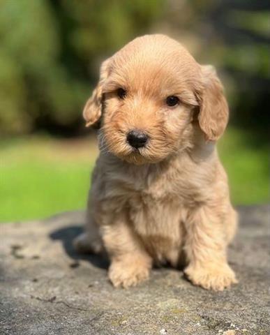 $500 : READY NOW GOLDEN DOODLE PUPS image 1