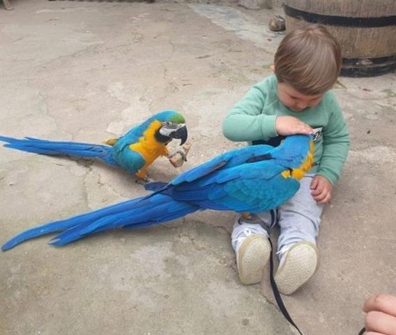 Blue and Gold Macaw parrots fo image 2