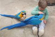 Blue and Gold Macaw parrots fo thumbnail